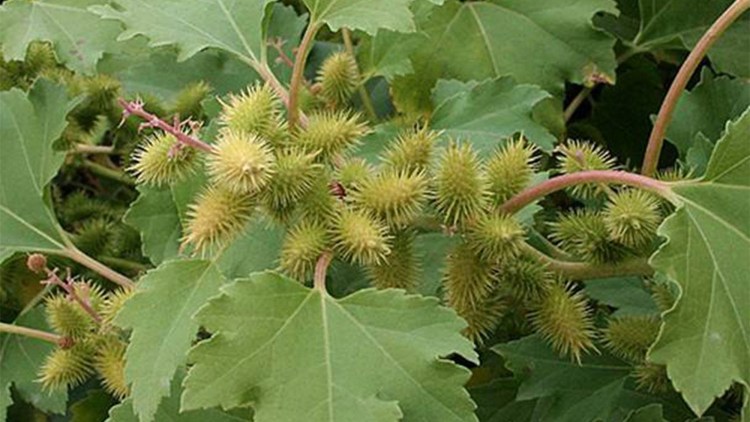 cornuti