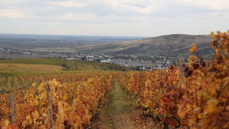 lucrarie vie