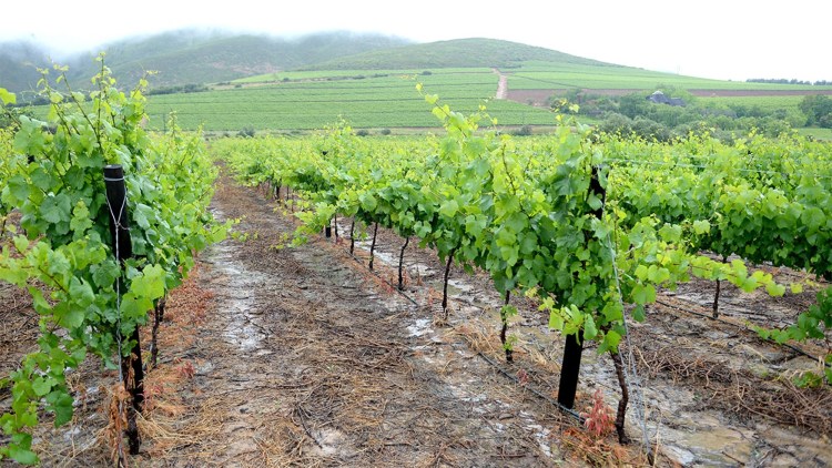 taieri rodire vita de vie