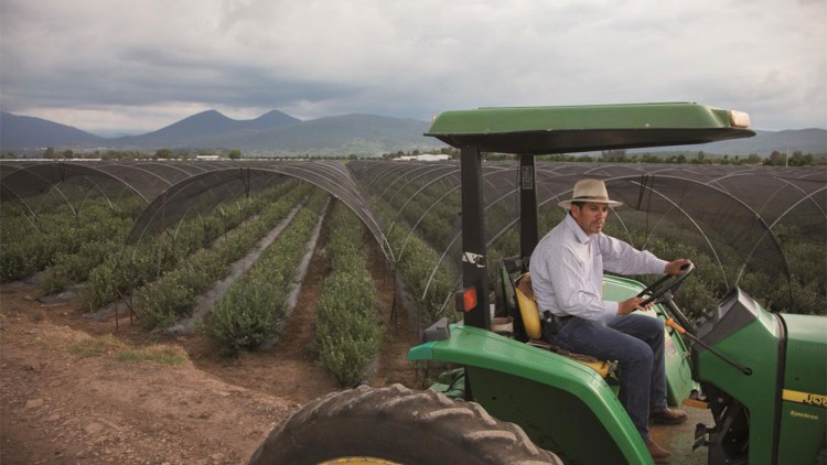 Mindful Both Portuguese Topul celor mai profitabile culturi pe suprafețe mici - BASF Agricultural Solutions România Mindful Both Portuguese Topul celor mai profitabile culturi pe suprafețe mici - BASF Agricultural Solutions România