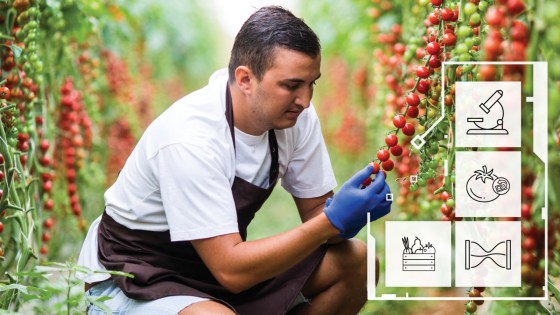 solutii legume tomate basf