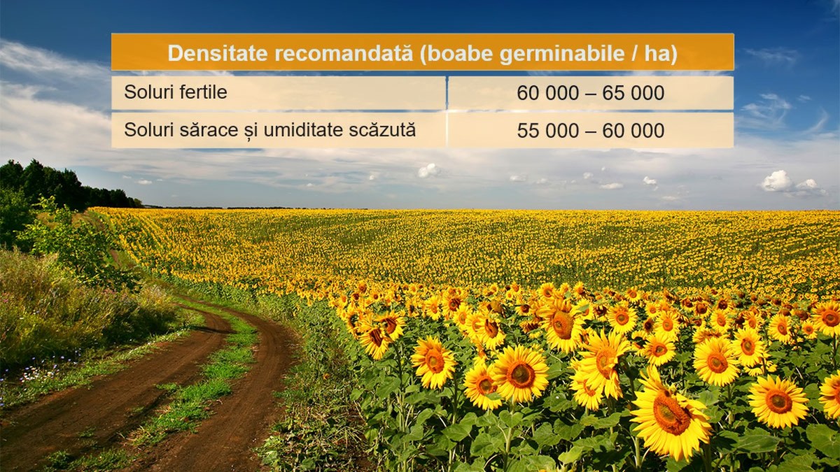 densitate hibrizi floare basf