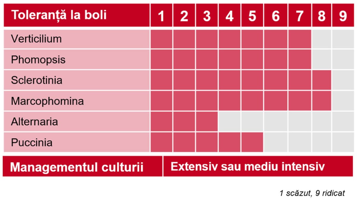 averon su floarea soarelui