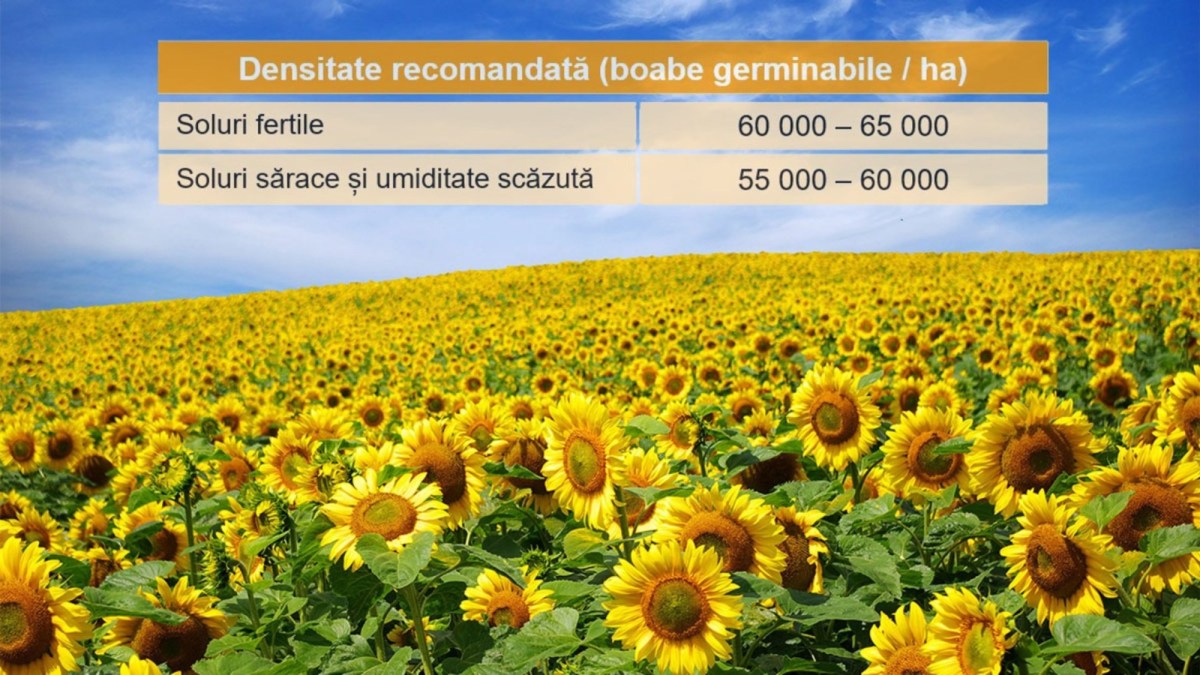 desnitate hibrizi insun 200 ho clp