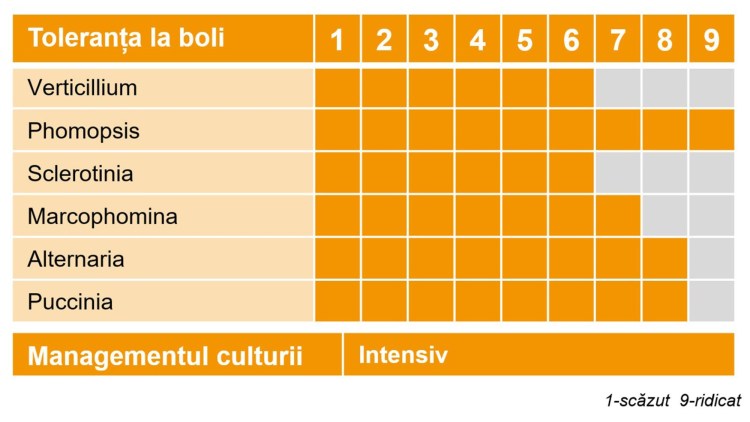 dracaris toleranta boli floarea soarelui