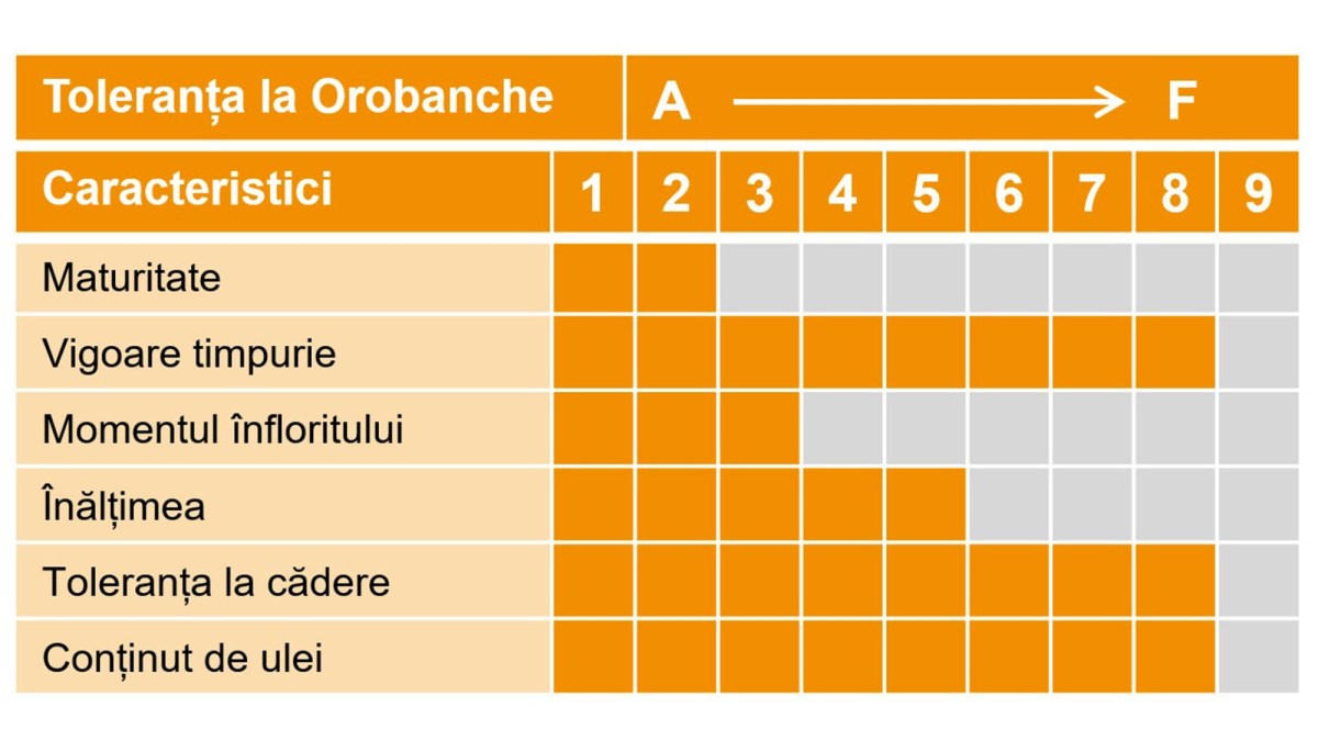 dracaris orobanche