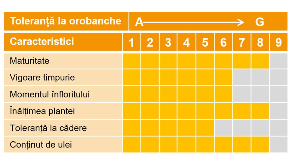 Profilul hibridului de floarea-soarelui Acordis CLP