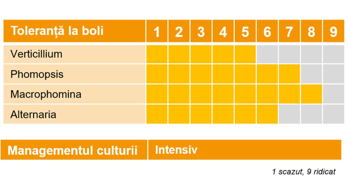 insun hibrid floarea soarelui
