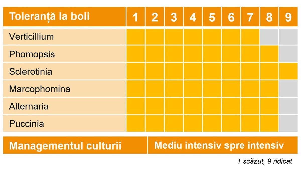 toleranta boli hibrizi floare