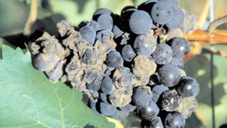 Profită De Ultima Ocazie De A Proteja Vița De Vie Impotriva Putregaiului Cenușiu Basf Agricultural Solutions Romania