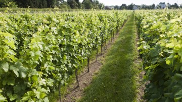 randuri de vita de vie