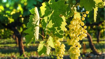 struguri albi ciorchini