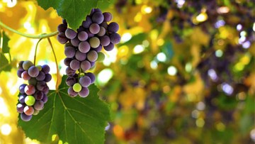 vita de vie struguri