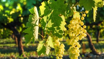 ciorchini struguri albi