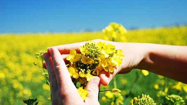 Cultura De Rapiță Hibrizi și Tehnologia De Cultivare Fertilizare și Tratamente Fitosanitare Basf Agricultural Solutions Romania