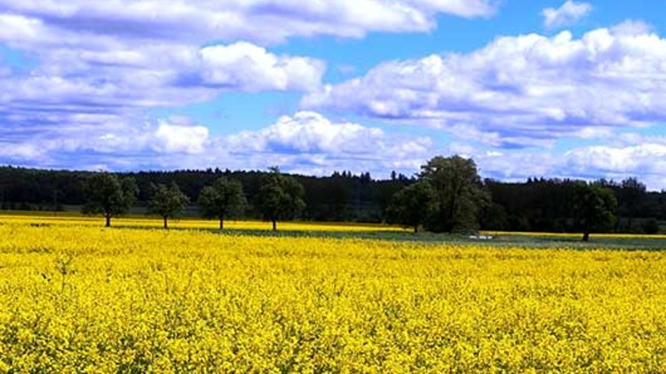 Cultura De Rapiță Hibrizi și Tehnologia De Cultivare Fertilizare și Tratamente Fitosanitare Basf Agricultural Solutions Romania