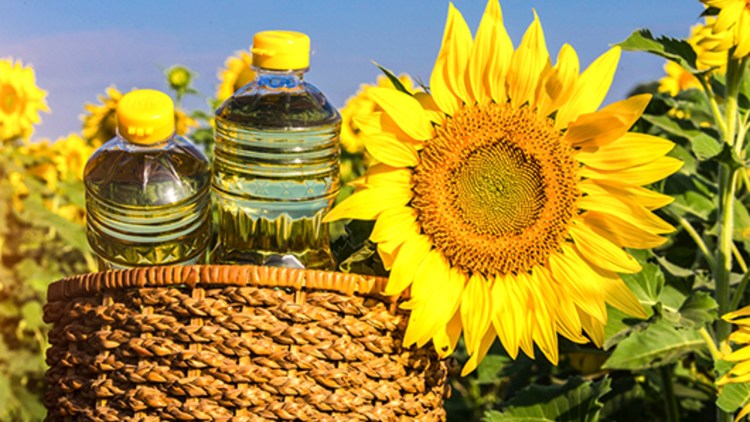 Cultura De Floarea Soarelui Toate Informațiile De Care Ai Nevoie Basf Agricultural Solutions Romania