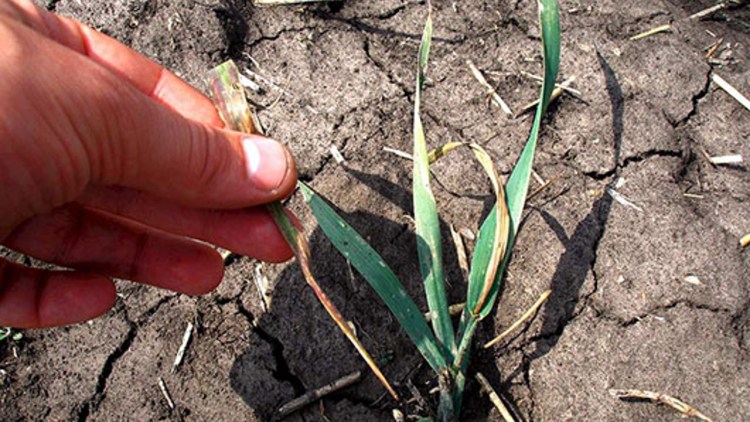 Ce Este Pirul și Cum Afectează Culturile Basf Agricultural Solutions Romania