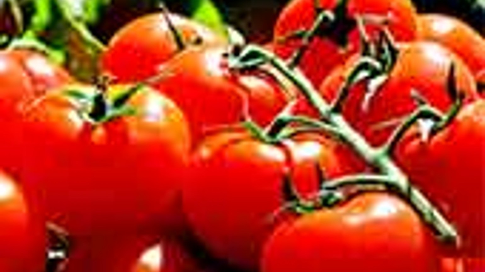 Cultura De Roșii In Gradină și Solarii Plantare Ingrijire și Dăunători Basf Agricultural Solutions Romania