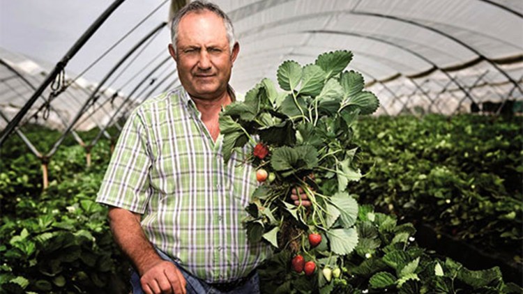 Topul Celor Mai Profitabile Culturi Pe Suprafețe Mici Basf Agricultural Solutions Romania