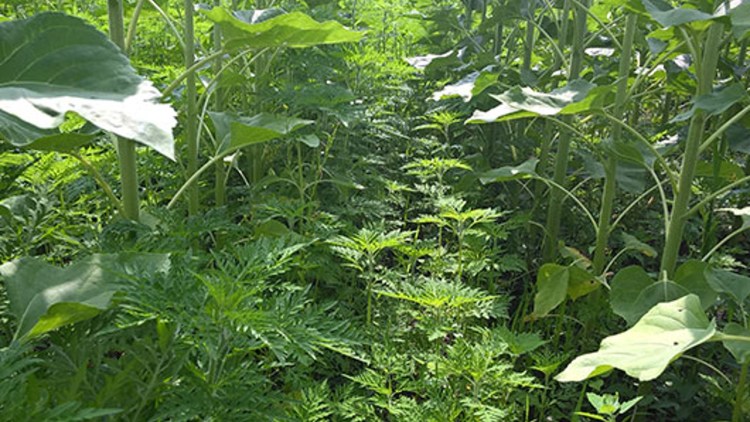 Totul Despre Combaterea Ambroziei Din Culturi Care Sunt Cele Mai Bune Metode De Control A Buruienii Basf Agricultural Solutions Romania
