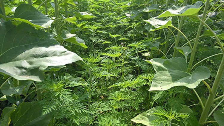 Totul Despre Combaterea Ambroziei Din Culturi Care Sunt Cele Mai Bune Metode De Control A Buruienii Basf Agricultural Solutions Romania