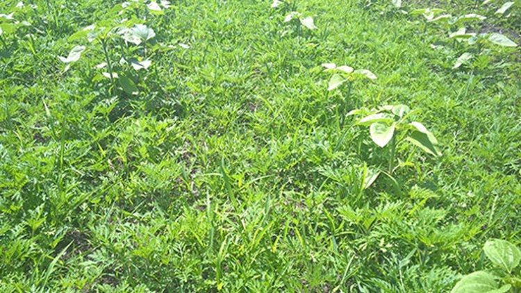 Totul Despre Combaterea Ambroziei Din Culturi Care Sunt Cele Mai Bune Metode De Control A Buruienii Basf Agricultural Solutions Romania