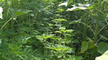 Cultura Lucernei Tot Ce Trebuie Să știi Despre Cea Mai Valoroasă Plantă De Nutreț Basf Agricultural Solutions Romania