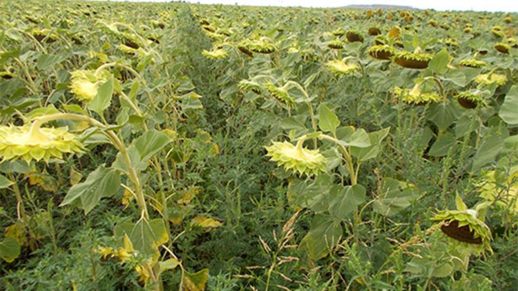 Totul Despre Combaterea Ambroziei Din Culturi Care Sunt Cele Mai Bune Metode De Control A Buruienii Basf Agricultural Solutions Romania