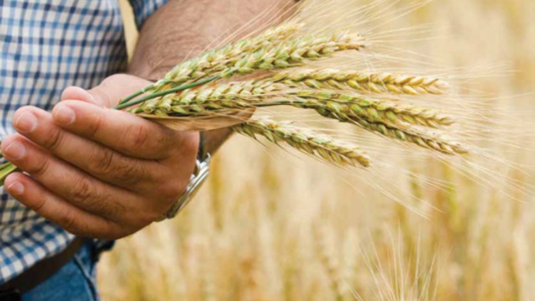 Cum Puteți Obține Producții Mai Mari De Cereale Limitand Creșterea Plantelor Basf Agricultural Solutions Romania