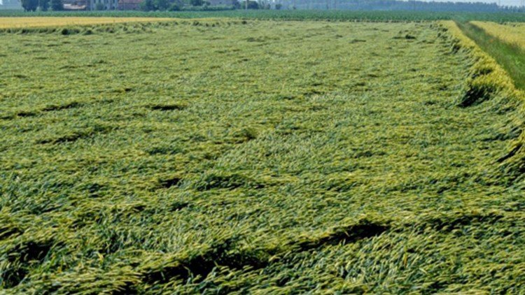 Cum Puteți Obține Producții Mai Mari De Cereale Limitand Creșterea Plantelor Basf Agricultural Solutions Romania