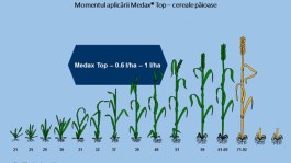 MEDAX TOP