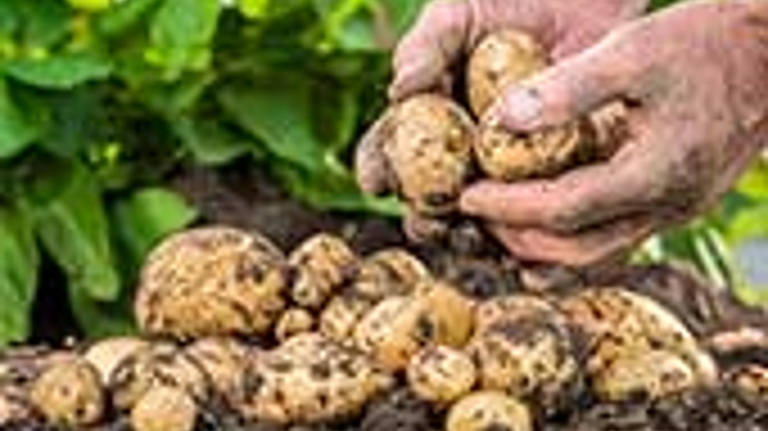 Cultura Cartofului Tehnologia De Cultivare Fertilizare Si Tratamente Basf Agricultural Solutions Romania