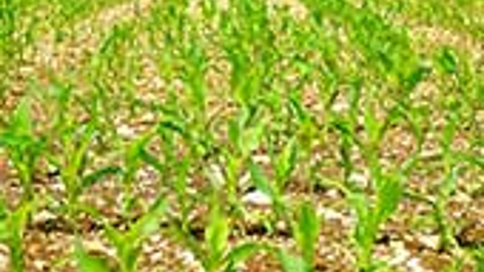 Ce Se Intampla Cu Ratisoara Porumbului Cand Fermierii Seamana Tarziu Porumbul Sau Plantele Rasar Mai Tarziu Sănătatea Plantelor