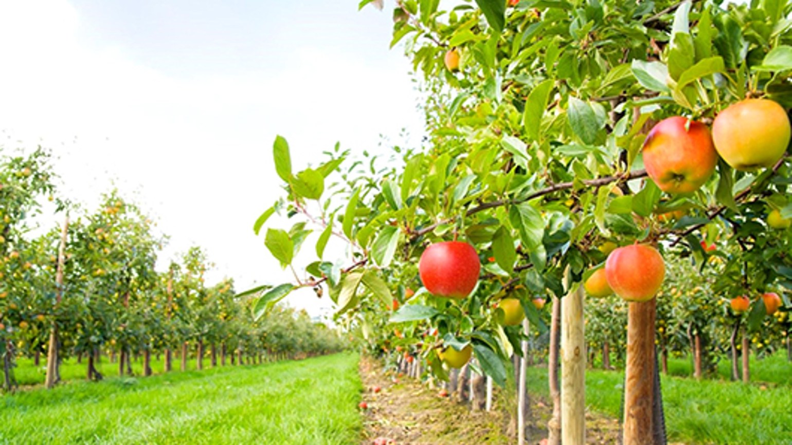 Stropirea pomilor fructiferi: cand si cum se face. Solutii B