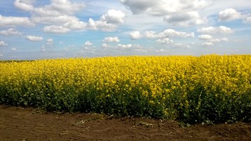Ce fac fermierii de fapt pentru a proteja culturile de rapiță