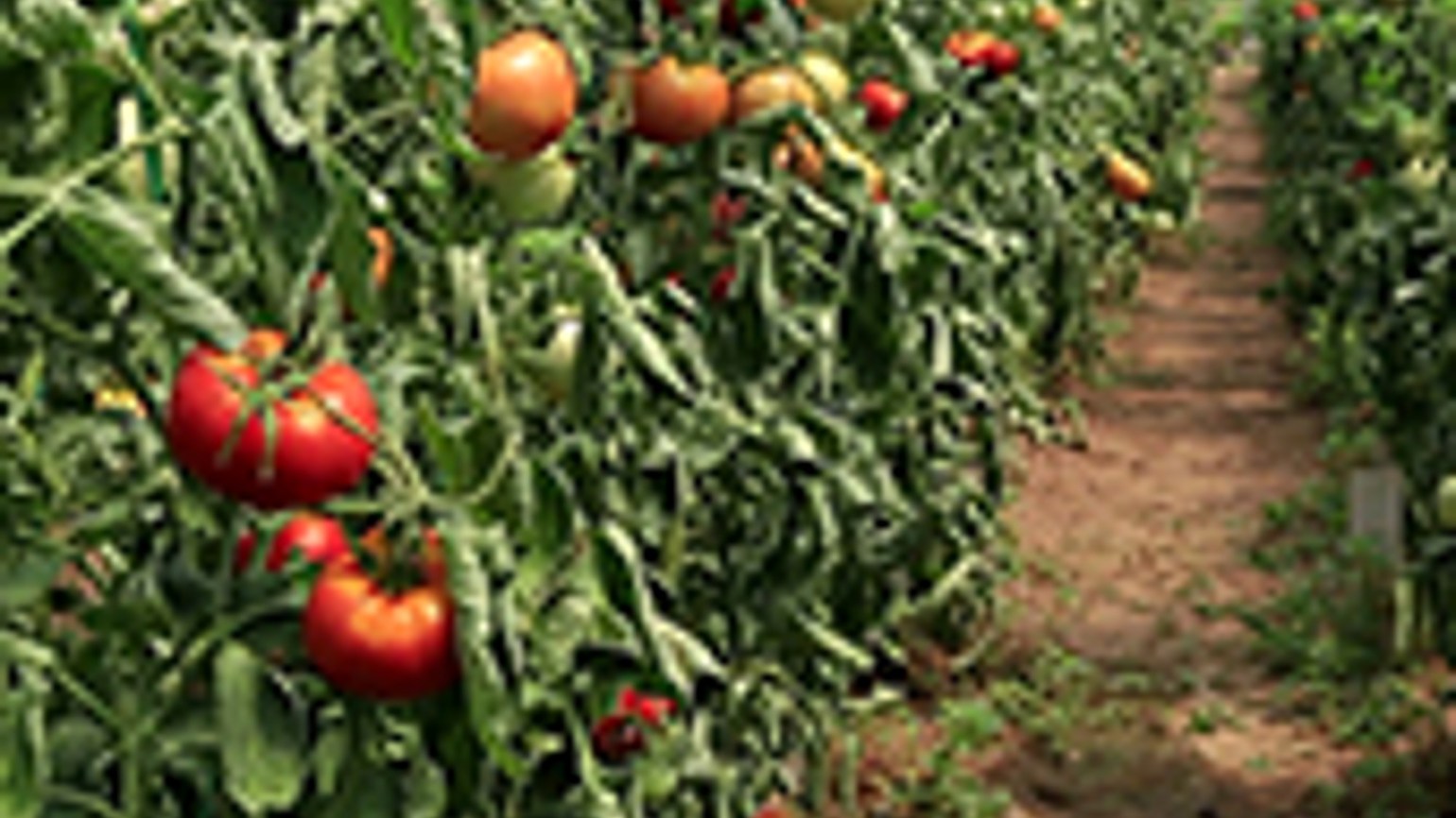 Care Sunt Soluțiile Basf Pentru Cultivatorii De Tomate Basf