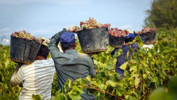 oameni cu cosuri de struguri la recoltat