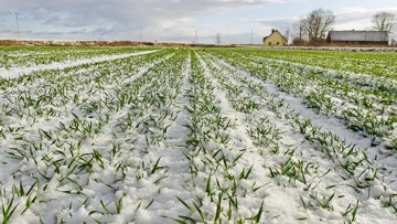 camp cu gheata si plante primavara