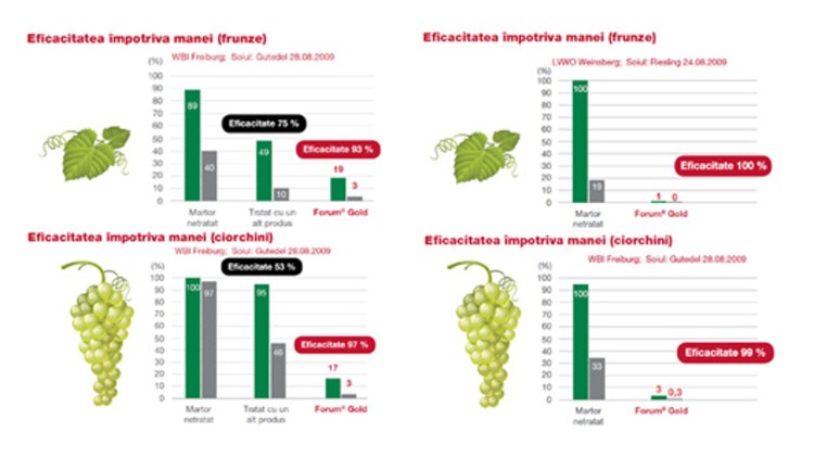 Cum Poți Preveni și Combate Mai Eficient Mana Viței De Vie Basf Agricultural Solutions Romania