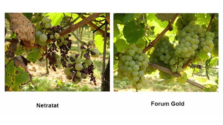 Cum Poți Preveni și Combate Mai Eficient Mana Viței De Vie Basf Agricultural Solutions Romania