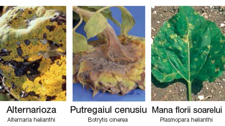 Metoda Garantată Prin Care Reduci Pierderile De Recoltă La Floarea Soarelui Basf Agricultural Solutions Romania