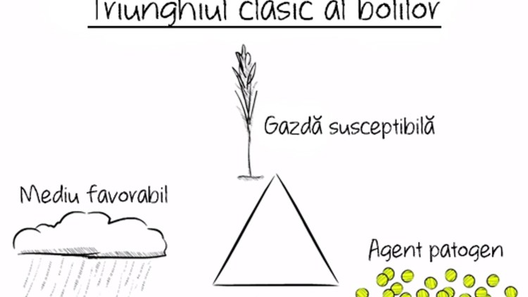 Cum Se Manifestă Septorioza și Rugina Galbenă La Cereale Basf Agricultural Solutions Romania