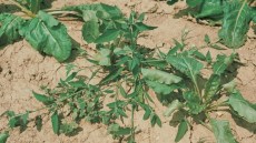 atriplex loboda