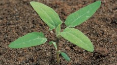 atriplex loboda