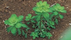 Euphorbia sp