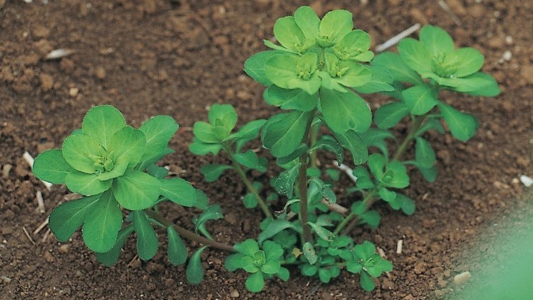 Euphorbia sp