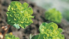 Euphorbia sp