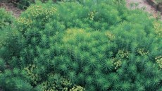 Euphorbia sp