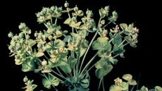 Euphorbia sp